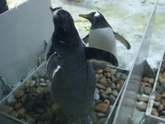 -大连圣亚海洋世界