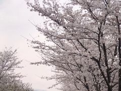 -南京奥林匹克体育中心-体育馆