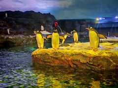 -新加坡飞禽公园