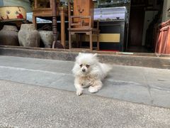 -黎里古镇