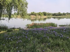 -贡湖湾湿地公园