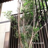 口味环境给A➕的粤菜馆