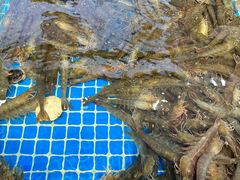 -大锅强·蒸海鲜青岛菜(吾悦广场店)