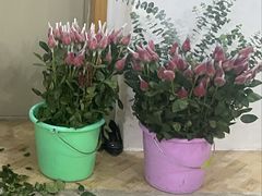 -循礼门鲜花花市(武汉循礼门店)