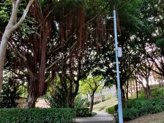 -深圳湾公园-停车场