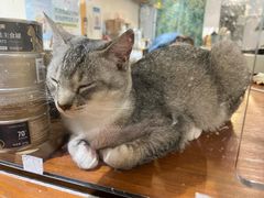 -猫友咖啡店(玉林西路店)