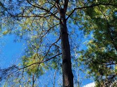 -合肥滨湖国家森林公园