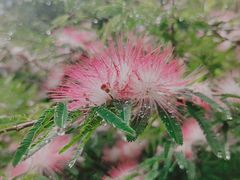 -云溪植物园