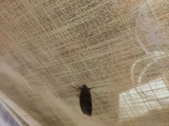 -三亚亚龙湾人间天堂鸟巢度假村