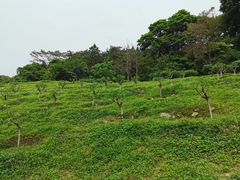 -广州市石门国家森林公园