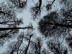 -上海共青森林公园