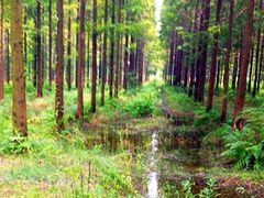 -黄海国家森林公园