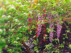 -两河城市森林公园