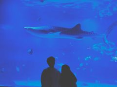 -烟台海昌鲸鲨海洋公园