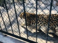 -大连森林动物园