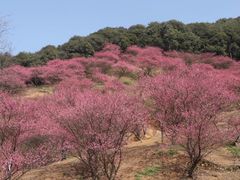 -新建村梅花