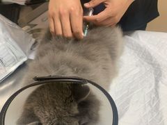 -喜多萌中农锦绣动物医院24H·猫科·牙科MRI·CT