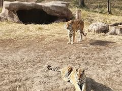 -沈阳森林动物园