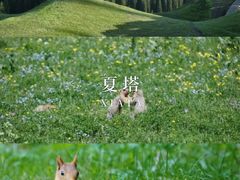 -赛里木湖风景名胜区