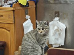 -盏记光明乳鸽(盐田八分店)