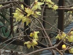 -上海佘山国家森林公园西佘山园