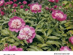 -莲池书院博物馆