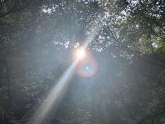 -莫里热带雨林景区