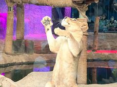 -清迈夜间动物园