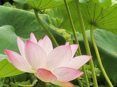 -荔湾湖公园