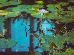 -国家植物园南园