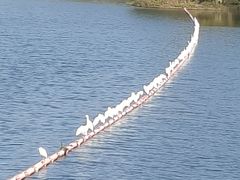 -广东花都湖国家湿地公园
