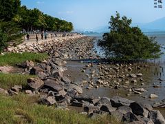 -福田红树林生态公园