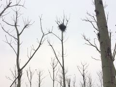 -洨河生态公园