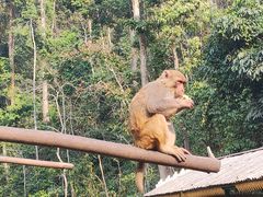 -西双版纳原始森林公园