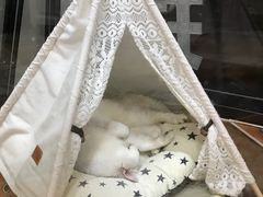 -糯米喵星人总部直营旗舰店·猫舍·幼猫出售