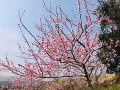 -桑洲油菜花景区