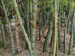 -兰亭风景区