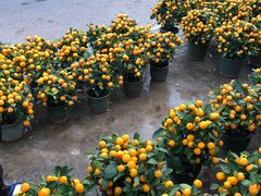 -细村农贸综合市场