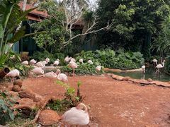 -海南热带野生动植物园