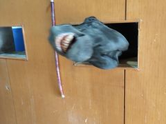 -重庆和泰马术俱乐部