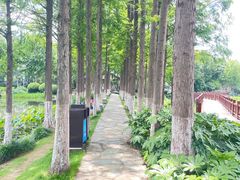 -金银湖国家城市湿地公园