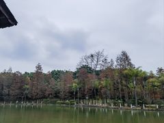 -金花茶公园