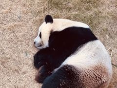 -泉州海丝野生动物世界