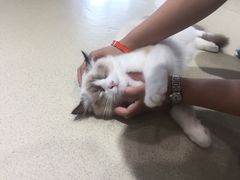 -藏猫猫咖啡主题馆(中央大道店)