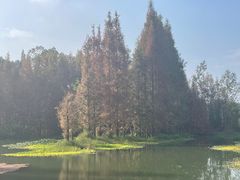 -桤木河湿地公园