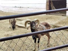 -青藏高原野生动物园