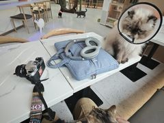 -喵园·猫主题咖啡厅·撸猫·猫咖(国贸店)