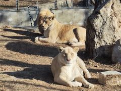 -石家庄市动物园