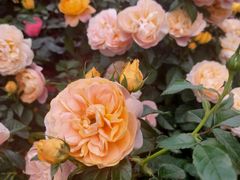 -人民公园(罗湖区)