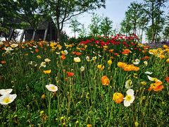 -上海长兴岛郊野公园